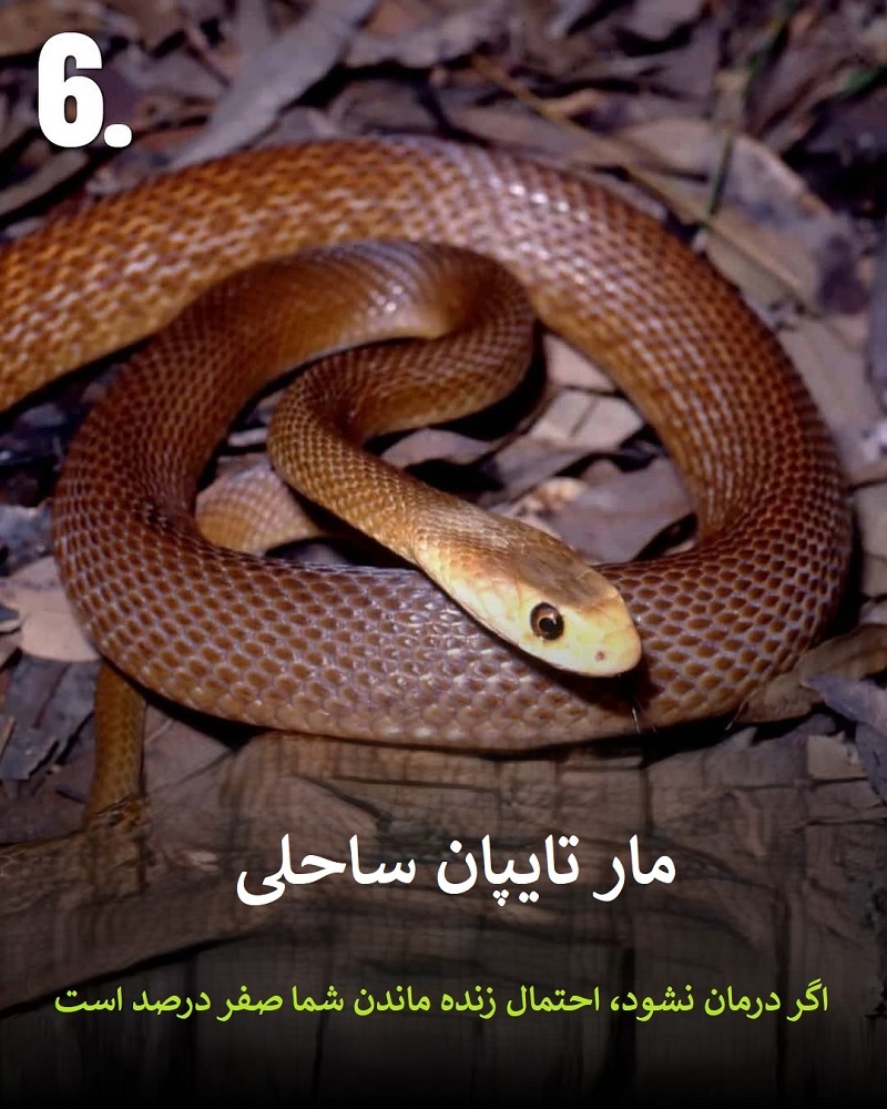 پادشاهان سم؛ حیواناتی که نباید به آن‌ها نزدیک شوید + عکس