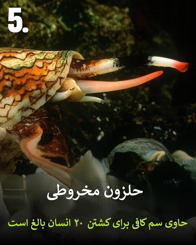 پادشاهان سم؛ حیواناتی که نباید به آن‌ها نزدیک شوید + عکس