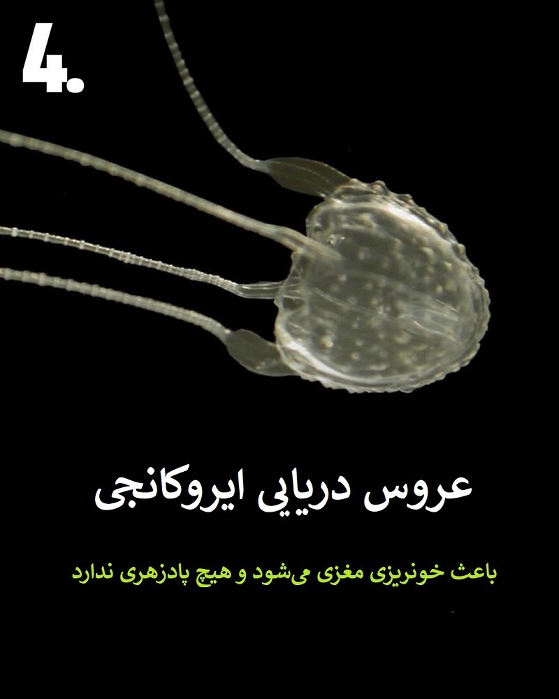 پادشاهان سم؛ حیواناتی که نباید به آن‌ها نزدیک شوید + عکس
