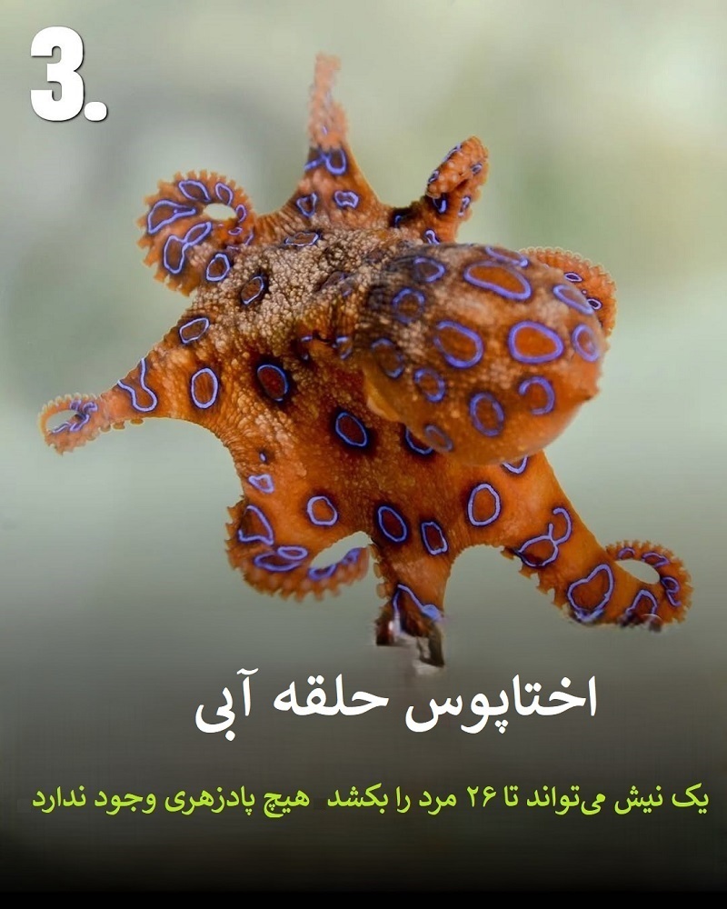 پادشاهان سم؛ حیواناتی که نباید به آن‌ها نزدیک شوید + عکس