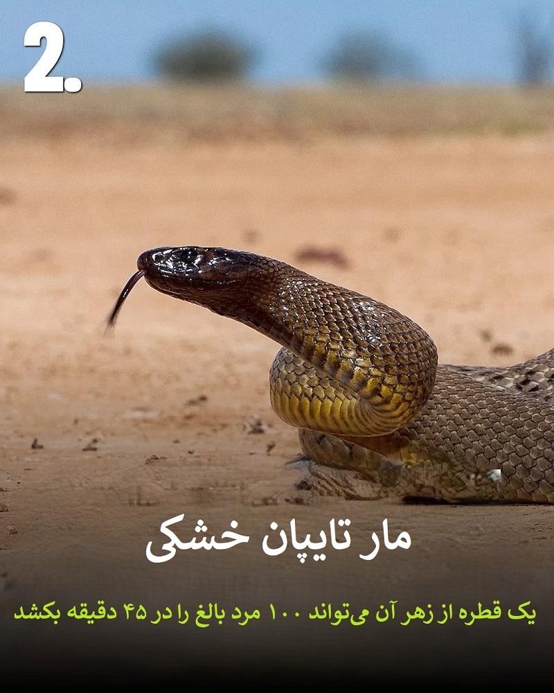 پادشاهان سم؛ حیواناتی که نباید به آن‌ها نزدیک شوید + عکس