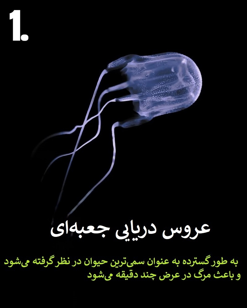 پادشاهان سم؛ حیواناتی که نباید به آن‌ها نزدیک شوید + عکس