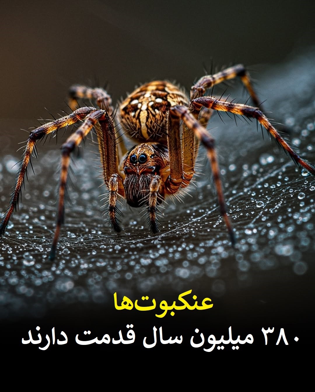 تصاویر/ موجوداتی قدیمی‌تر از دایناسور‌ها که هنوز زنده‌اند