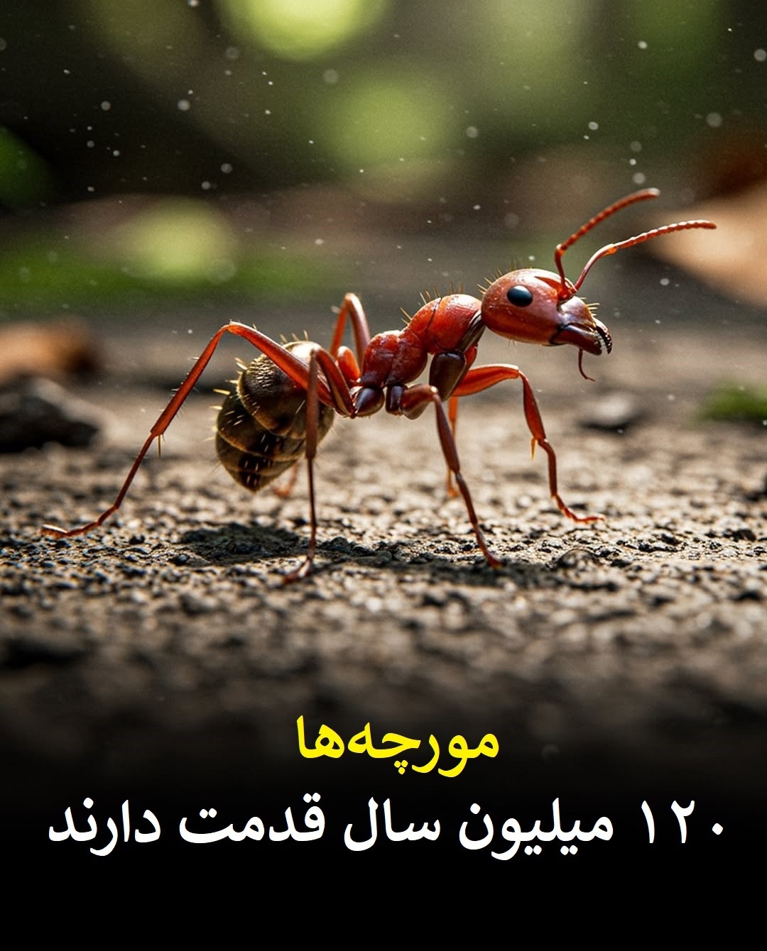 تصاویر/ موجوداتی قدیمی‌تر از دایناسور‌ها که هنوز زنده‌اند