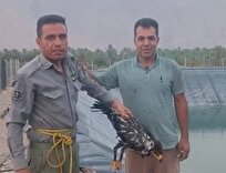 نجات پرنده شکاری از مرگ حتمی در دشتستان + عکس