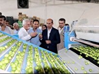 راه اندازی کارگاه بسته بندی لیمو در دشتی
