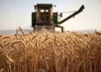 ۳۰درصد گندم کشور از برداشت تا مصرف هدر می‌رود