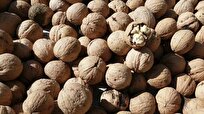 جریمه میلیاردی قاچاقچی گردو در تنگستان