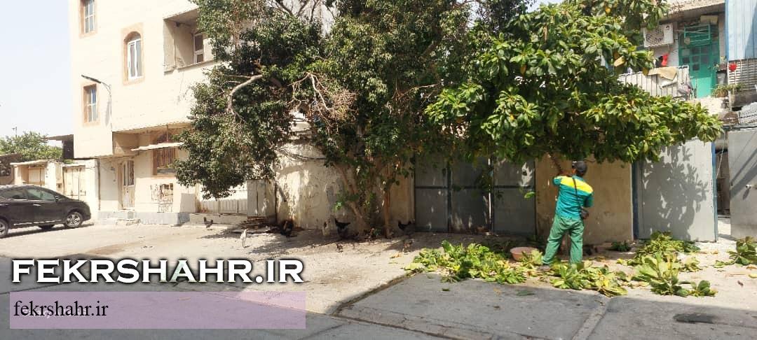 تلاش بی‌وقفه کارکنان فضای سبز شهرداری خارگ در گرمای شدید تابستان + تصاویر