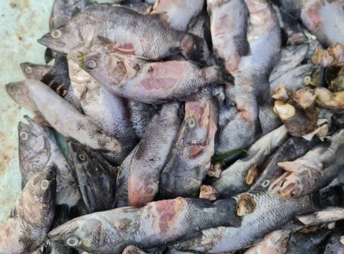 ثبت ژن جدید از باکتری استرپتوکوکوس توسط پژوهشگر بوشهری در بانک جهانی