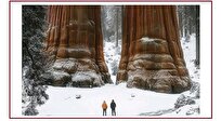 شگفت زده می‌شوید! / این، بزرگ‌ترین موجود زنده سراسر کره زمین است + تصاویر
