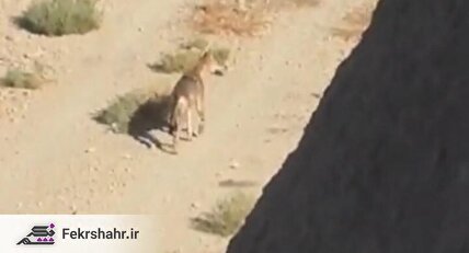 ببینید/ مشاهده گرگ‌های ایرانی در خطر انقراض در دشتستان