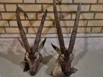 دستگیری شکارچیان غیرمجاز در دشتی