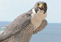 متلاشی شدن باند قاچاق پرندگان کمیاب با مشارکت مرزبانان بوشهر و پلیس فارس + جزییات