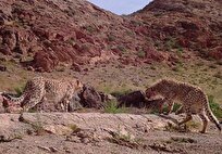 محیط زیست: ثبت و مشاهده یک جفت پلنگ ایرانی در بیرمی