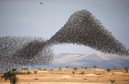 ببینید / پرواز شگفت‌انگیز پرندگان در آسمان ایتالیا