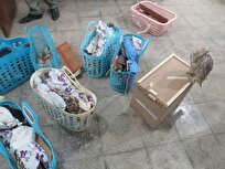 کشف ۲۴ قطعه پرنده نایاب در عسلویه + عکس