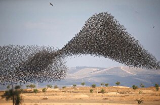 ببینید / پرواز شگفت‌انگیز پرندگان در آسمان ایتالیا