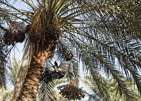 زارع: کنسرسیوم صادراتی خرما در استان بوشهر تشکیل شد