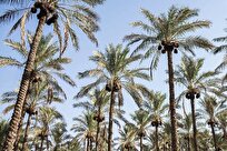 یک مسوول کشوری: الگوی ملی برای کنترل سوسک سرخرطومی خرما ایجاد می‌شود