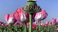ماجرای کشت خشخاش به کجا رسید؟ چند میلیون بیمار با کمبود داروی حیاتی مواجه‌اند