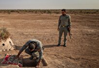 متخلف زنده‌گیری پرندگان شکاری در دیلم دستگیر شد