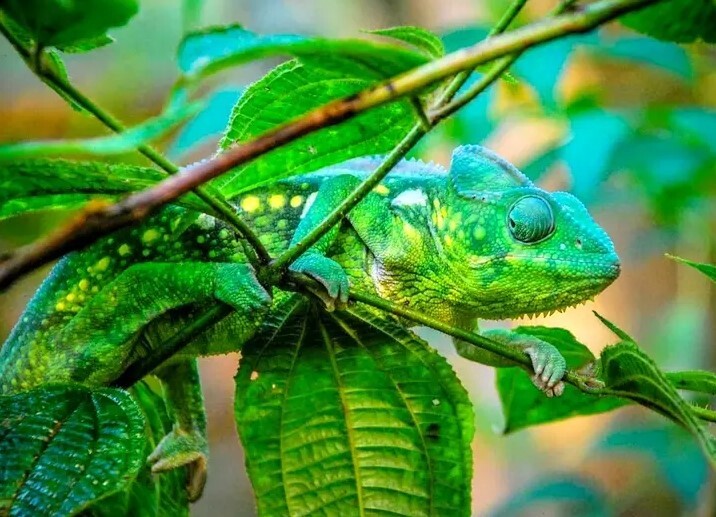 کمیابترین رنگ در طبیعت چیست؟ + تصاویر کمیابترین رنگ در طبیعت چیست؟ + تصاویر