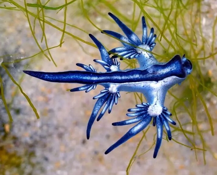 کمیابترین رنگ در طبیعت چیست؟ + تصاویر کمیابترین رنگ در طبیعت چیست؟ + تصاویر