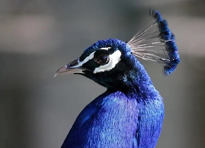 کمیابترین رنگ در طبیعت چیست؟ + تصاویر کمیابترین رنگ در طبیعت چیست؟ + تصاویر