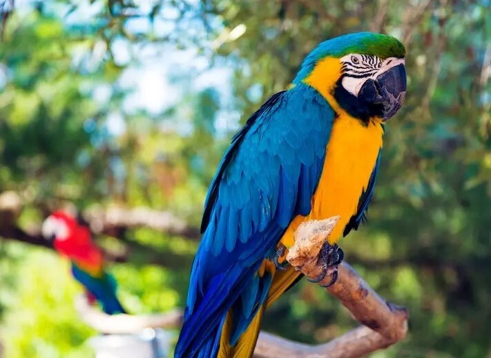 کمیابترین رنگ در طبیعت چیست؟ + تصاویر کمیابترین رنگ در طبیعت چیست؟ + تصاویر