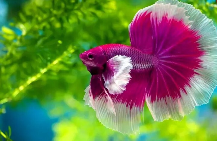 کمیابترین رنگ در طبیعت چیست؟ + تصاویر کمیابترین رنگ در طبیعت چیست؟ + تصاویر