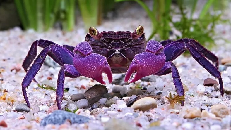 کمیابترین رنگ در طبیعت چیست؟ + تصاویر کمیابترین رنگ در طبیعت چیست؟ + تصاویر