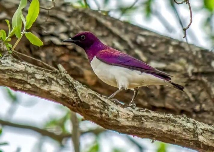 کمیابترین رنگ در طبیعت چیست؟ + تصاویر کمیابترین رنگ در طبیعت چیست؟ + تصاویر