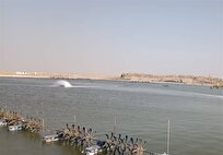 پیش بینی شیلات از میزان میگوی تولیدی در مزارع استان بوشهر