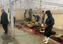 مدیرکل دامپزشکی: کشتارگاه‌های سنتی استان بوشهر تعطیل می‌شوند