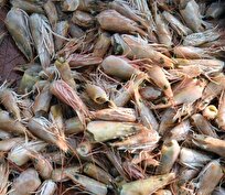 ساخت ۲ نوع کیت تشخیص سریع بیماری میگو در بوشهر