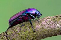 کمیاب‌ترین رنگ در طبیعت چیست؟ + تصاویر