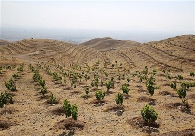 زارع: استان بوشهر پیشرو در زراعت چوب با استفاده از پساب شهری