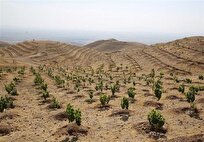 زارع: استان بوشهر پیشرو در زراعت چوب با استفاده از پساب شهری