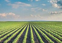 جهاد کشاورزی: طراحی احیای خاک‌های تخریبی در حاشیه شهر‌ها و روستا‌های استان بوشهر