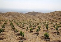 زارع: استان بوشهر پیشرو در زراعت چوب با استفاده از پساب شهری