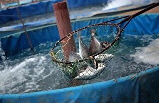 تولید ۵۰ تن ماهی با یک لیتر آب در شیلات تهران!