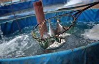 تولید ۵۰ تن ماهی با یک لیتر آب در شیلات تهران!