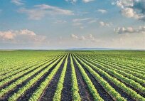 جهاد کشاورزی: طراحی احیای خاک‌های تخریبی در حاشیه شهر‌ها و روستا‌های استان بوشهر