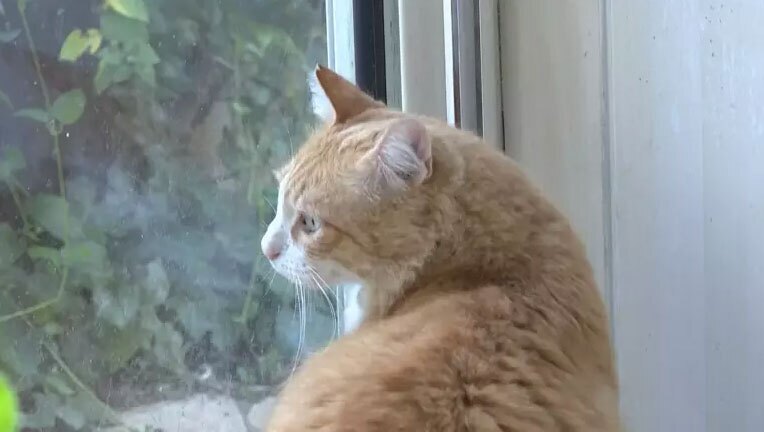 گربه فرانسوی که از طرف دادگاه به