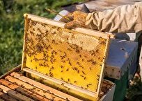 صداوسیما: تولید مرغوب ترین عسل های ایران در بوشهر و گلستان