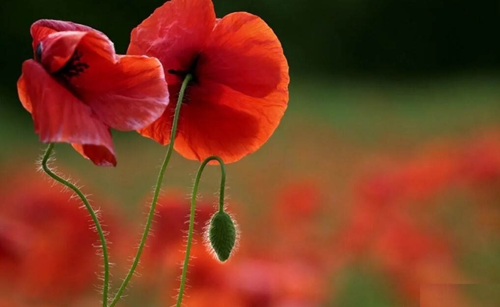 ماجرای واردات ۷۲ هزار میلیارد تومان تریاک چیست؟ ماجرای واردات ۷۲ هزار میلیارد تومان تریاک چیست؟