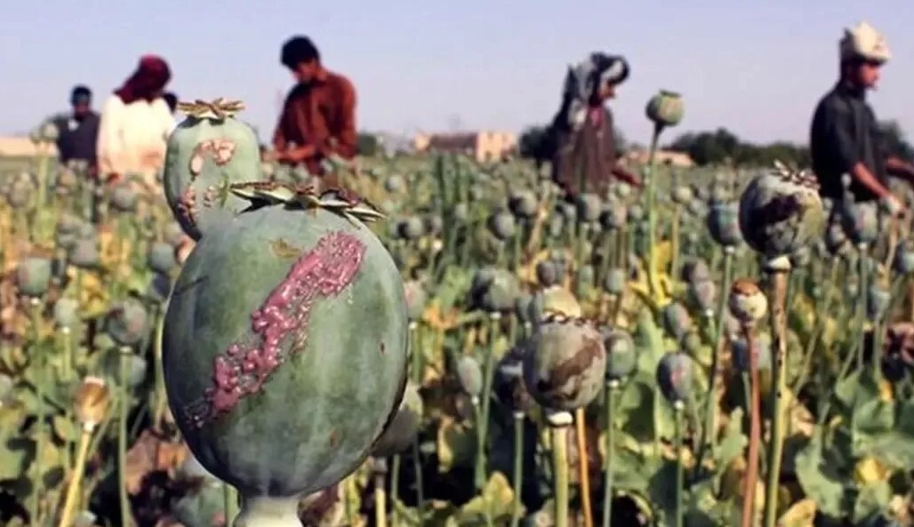 ماجرای واردات ۷۲ هزار میلیارد تومان تریاک چیست؟ ماجرای واردات ۷۲ هزار میلیارد تومان تریاک چیست؟