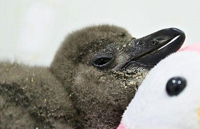 مرگ ۶۲ هزار پنگوئن به‌دلیل گرسنگی در سواحل آفریقای جنوبی طی دههٔ گذشته؛ چرا این اتفاق افتاد؟