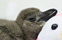 مرگ ۶۲ هزار پنگوئن به‌دلیل گرسنگی در سواحل آفریقای جنوبی طی دههٔ گذشته؛ چرا این اتفاق افتاد؟